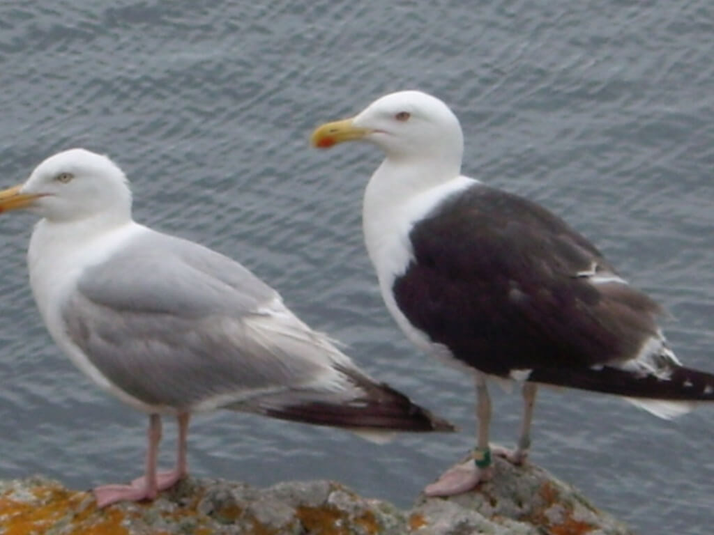 goelands